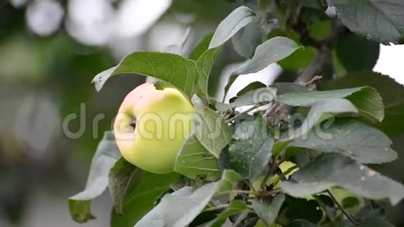 新鲜的绿苹果在树上视频的预览图