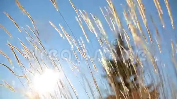日落时的草地视频的预览图