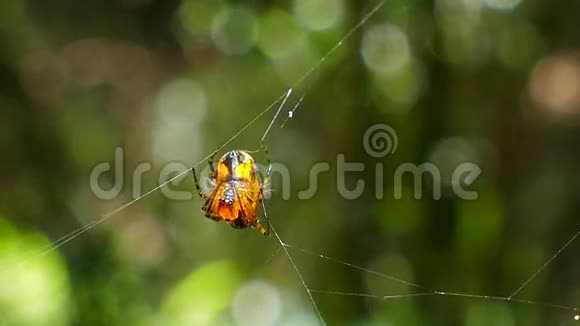 热带雨林网上蜘蛛视频的预览图
