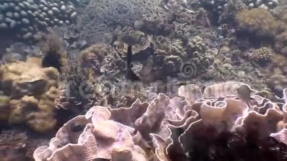 菲律宾野生动物海洋中五颜六色的鱼学校视频的预览图