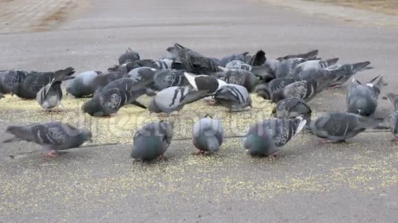 公园里一群吃柳枝草的鸽子视频的预览图