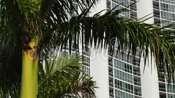 棕榈树和一座建筑视频的预览图