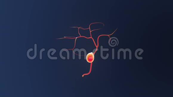 人类胆囊视频的预览图