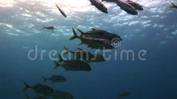 在海底寻找食物的鱼群视频的预览图