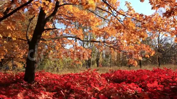美丽的秋天视频的预览图