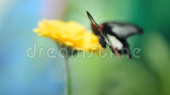 一朵花上的昆虫蝴蝶视频的预览图