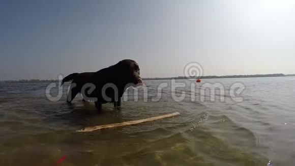 欢快的棕色拉布拉多在水中嬉戏视频的预览图