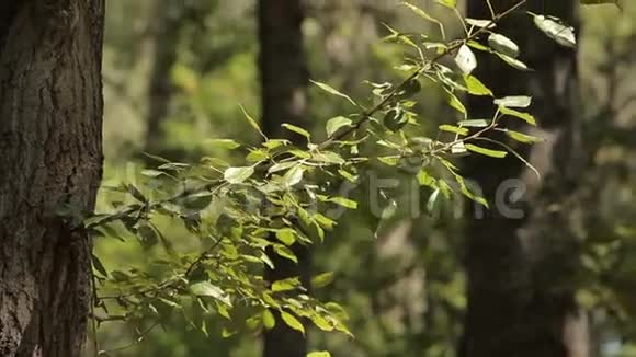 树枝在森林中的绿色树底上视频的预览图