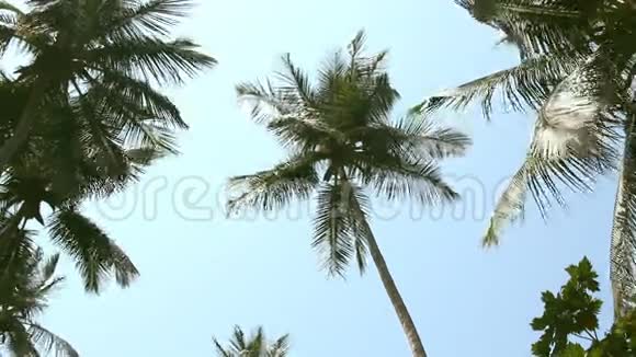 椰子棕榈树和天空视频的预览图