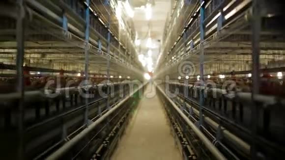 鸡场家禽生产视频的预览图