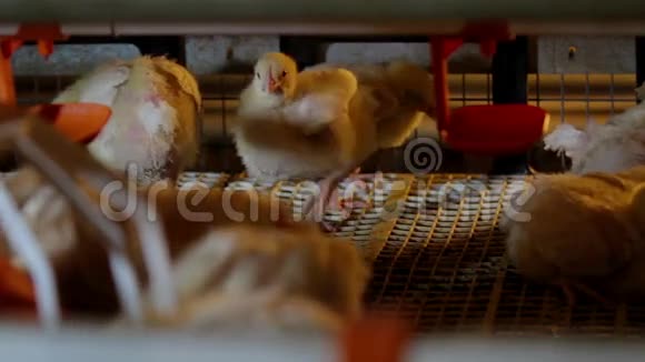 鸡场家禽生产视频的预览图