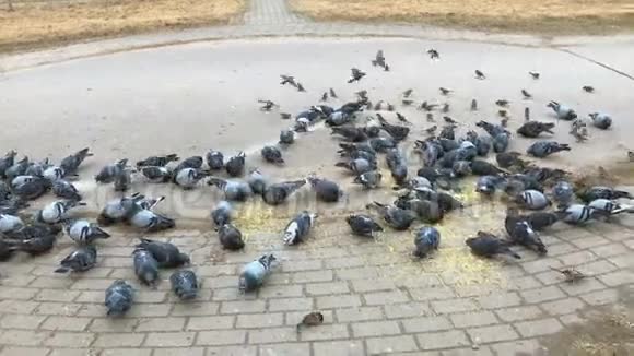 一群鸽子和麻雀吃谷子视频的预览图