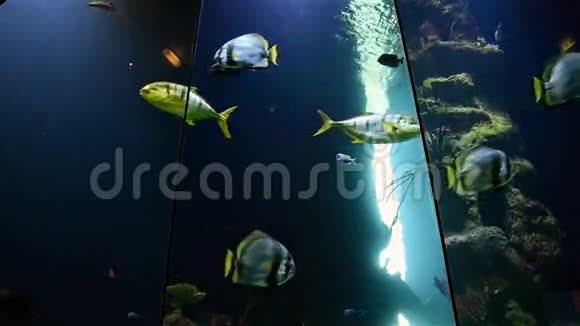 水族馆中的深海鱼类视频的预览图