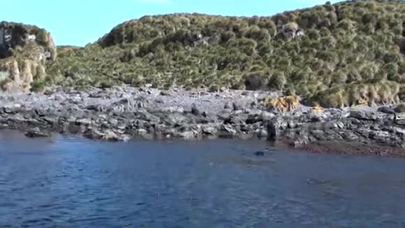 南极洲福克兰群岛海岸线上的海豹视频的预览图