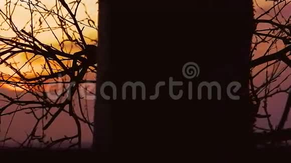 夕阳枝自然视频的预览图
