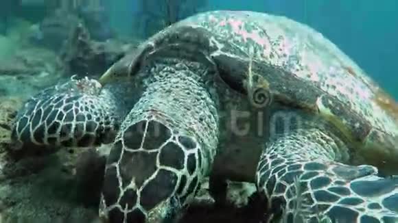海龟流在珊瑚礁岛巴厘岛视频的预览图