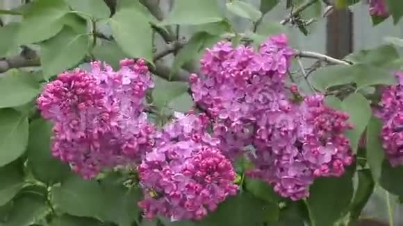盛开的紫丁香早晨视频的预览图
