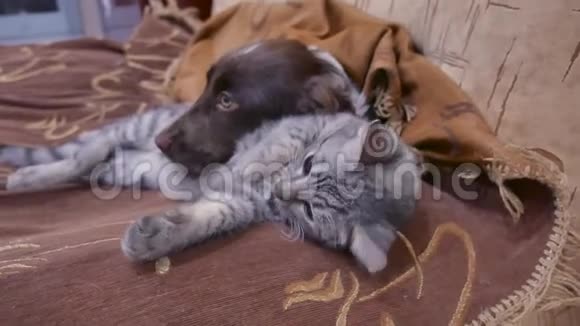 猫和狗睡在一起的滑稽视频室内友谊猫狗视频的预览图