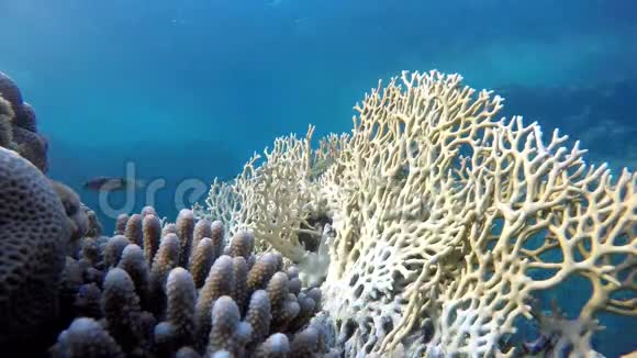 珊瑚海洋五颜六色的珊瑚视频的预览图