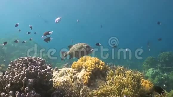 珊瑚礁上的哈莉金甜唇视频的预览图