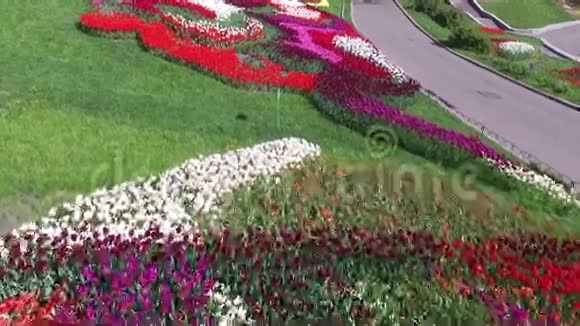 盛开着紫丁香绿树灌木丛和郁金香田野的植物园视频的预览图