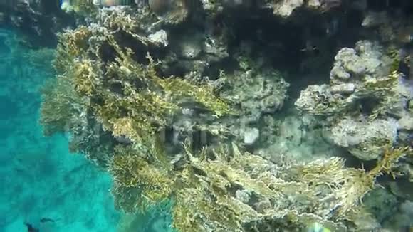 慢动作五颜六色的鱼在珊瑚中游动视频的预览图