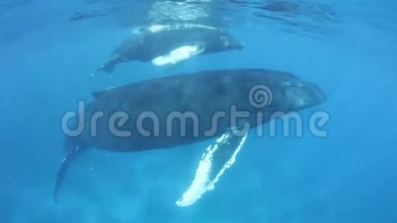 驼背鲸鱼母亲和加勒比地区的小牛视频的预览图