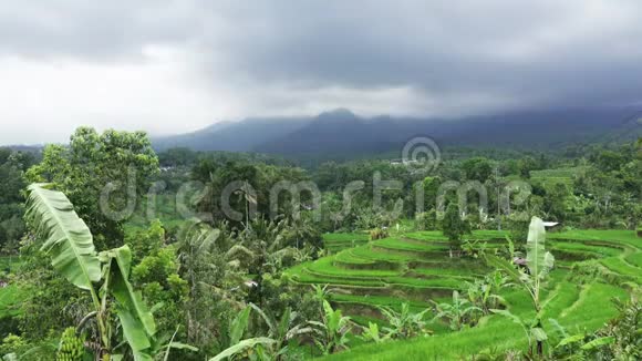 印度尼西亚巴厘岛Jatiluwih山地和农民住房的水稻梯田景观视频的预览图