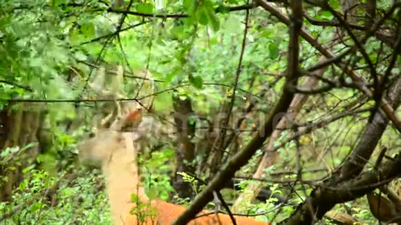 天鹅绒里的白尾鹿视频的预览图
