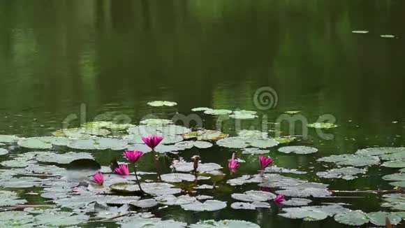 印度西孟加拉邦加尔各答甘草视频的预览图