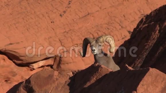 沙漠大角羊羊视频的预览图