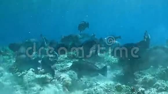 珊瑚礁上的驼峰鹦鹉视频的预览图