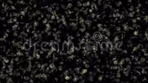 浮游生物透明细胞微小微生物视频的预览图