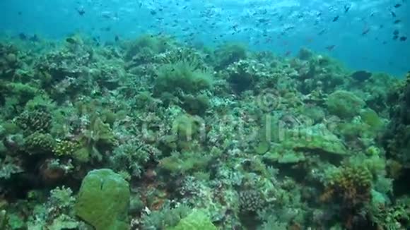 珊瑚礁及健康珊瑚及丰富鱼类视频的预览图