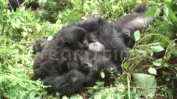 卢旺达非洲热带森林视频的预览图