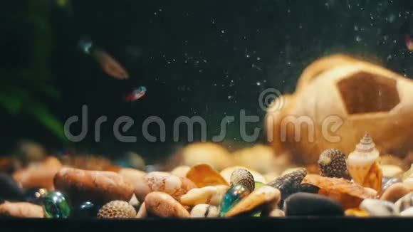 许多美丽的五颜六色的鱼有长长的尾巴在家庭水族馆很好视频的预览图