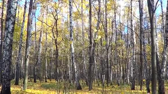 白桦林中的秋天视频的预览图