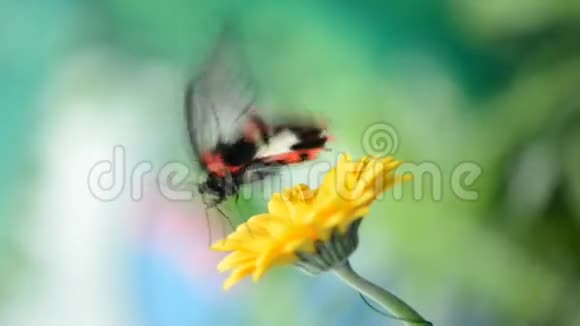 一朵花上的昆虫蝴蝶视频的预览图