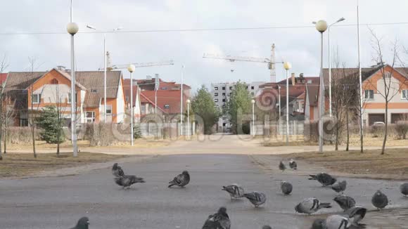 城市公园里吃小米的鸽子群视频的预览图
