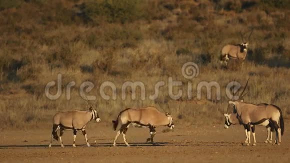 天然生境中的宝石羚羊视频的预览图