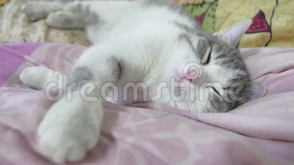 可爱的猫白灰色小猫睡在白色的床上视频的预览图