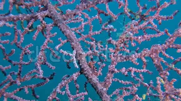 大猩猩珊瑚中的瓷蟹视频的预览图