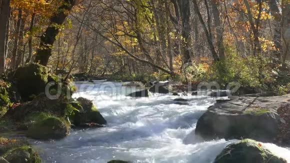 濑峡美丽的河流秋天日本视频的预览图