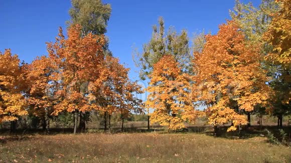 美丽的秋天视频的预览图