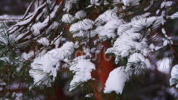 冬松林有雪覆盖的树枝视频的预览图