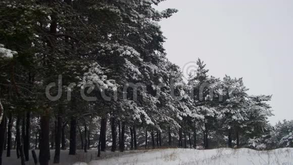 冬天的松林和白雪覆盖的圣诞树视频的预览图