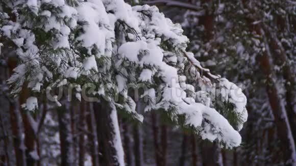 冬松林有雪覆盖的树枝视频的预览图