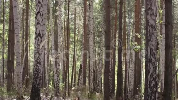 森林树木大自然绿色的木头自然公园树森林里的秋天视频的预览图