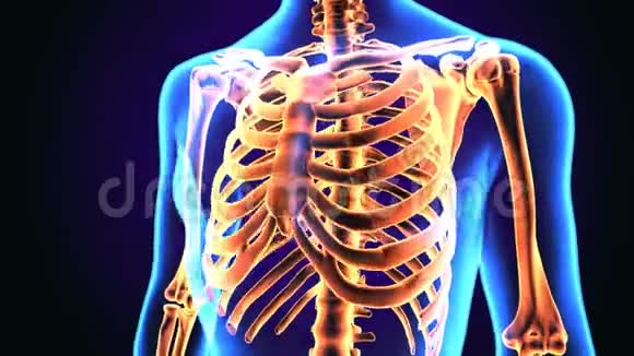 人体肋骨解剖三维图示视频的预览图