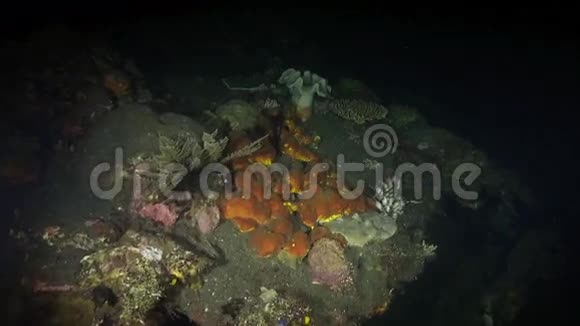 海上珊瑚礁上的鱼夜视频的预览图